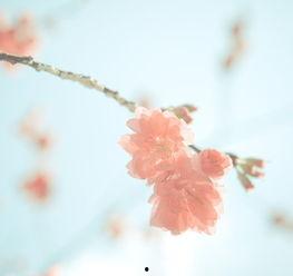 尘埃里的花朵,探寻生命之花的坚韧与美丽